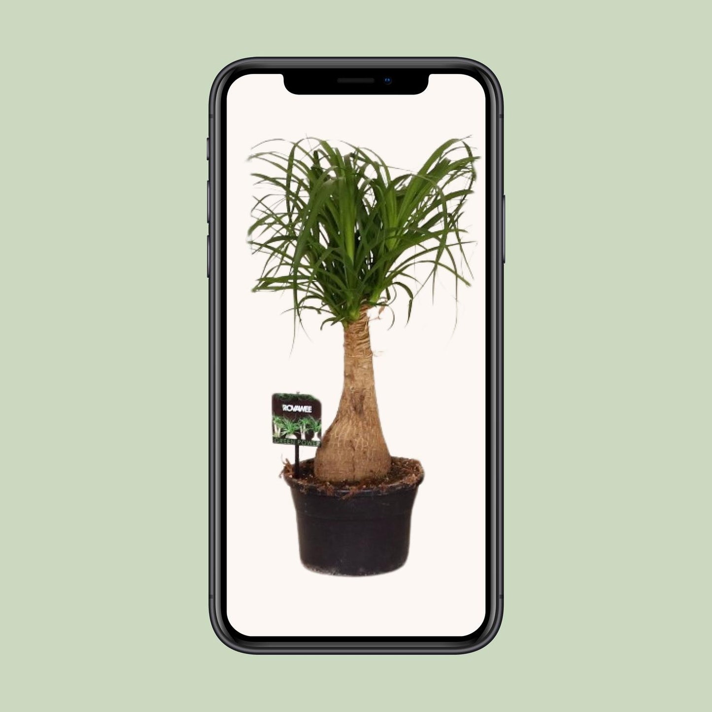 Beaucarnea Nolina – Pfiffiger Elefantenfuß Ø19 cm, 60 cm hoch