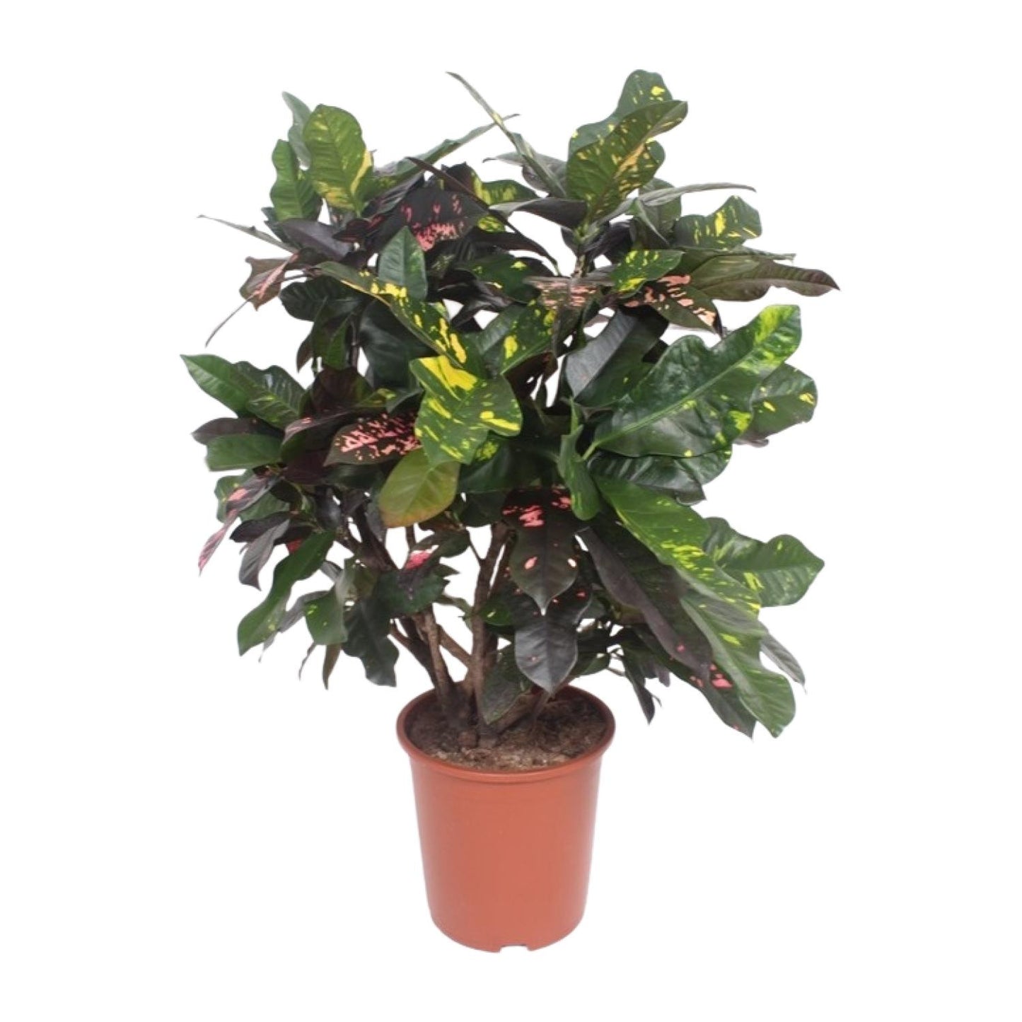 Codiaeum Magnificent (Croton) – Pflegeleichte Trendpflanze Ø27cm, 110cm hoch