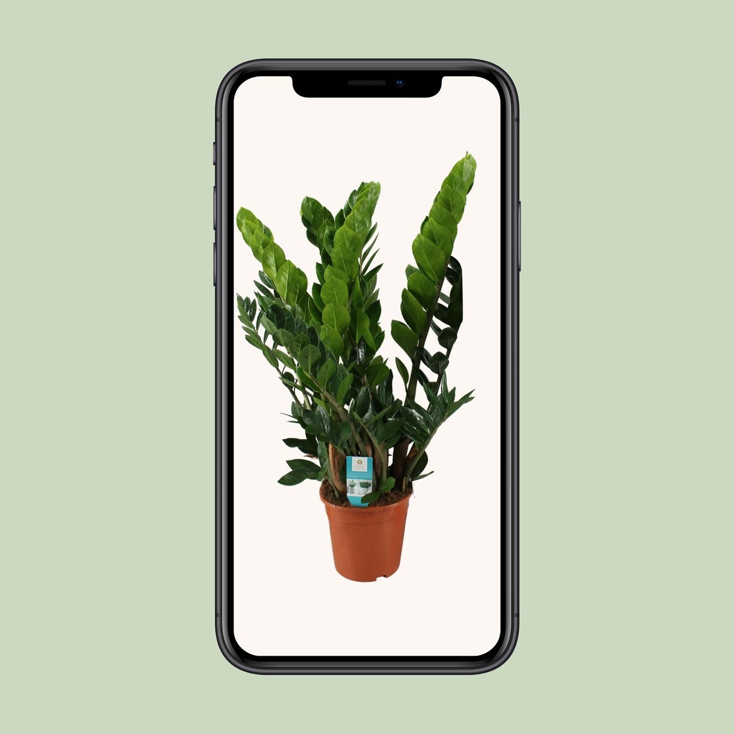 Zamioculcas Zamiifolia – Pflegeleichte ZZ-Pflanze Ø21cm
