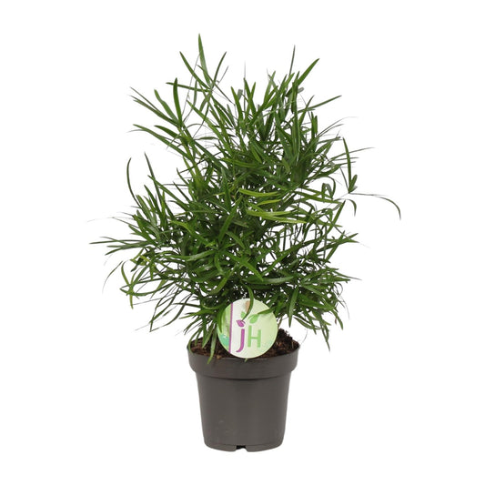 Asparagus Falcatus – pflegeleichte grüne Zimmerpflanze Ø12cm