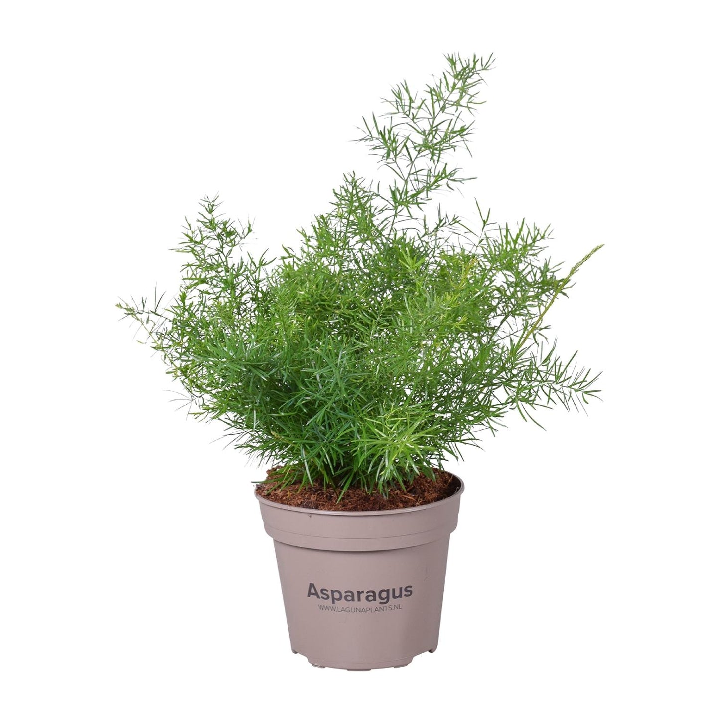 Asparagus Sprengeri – Pflegeleichte Zimmerpflanze Ø15cm