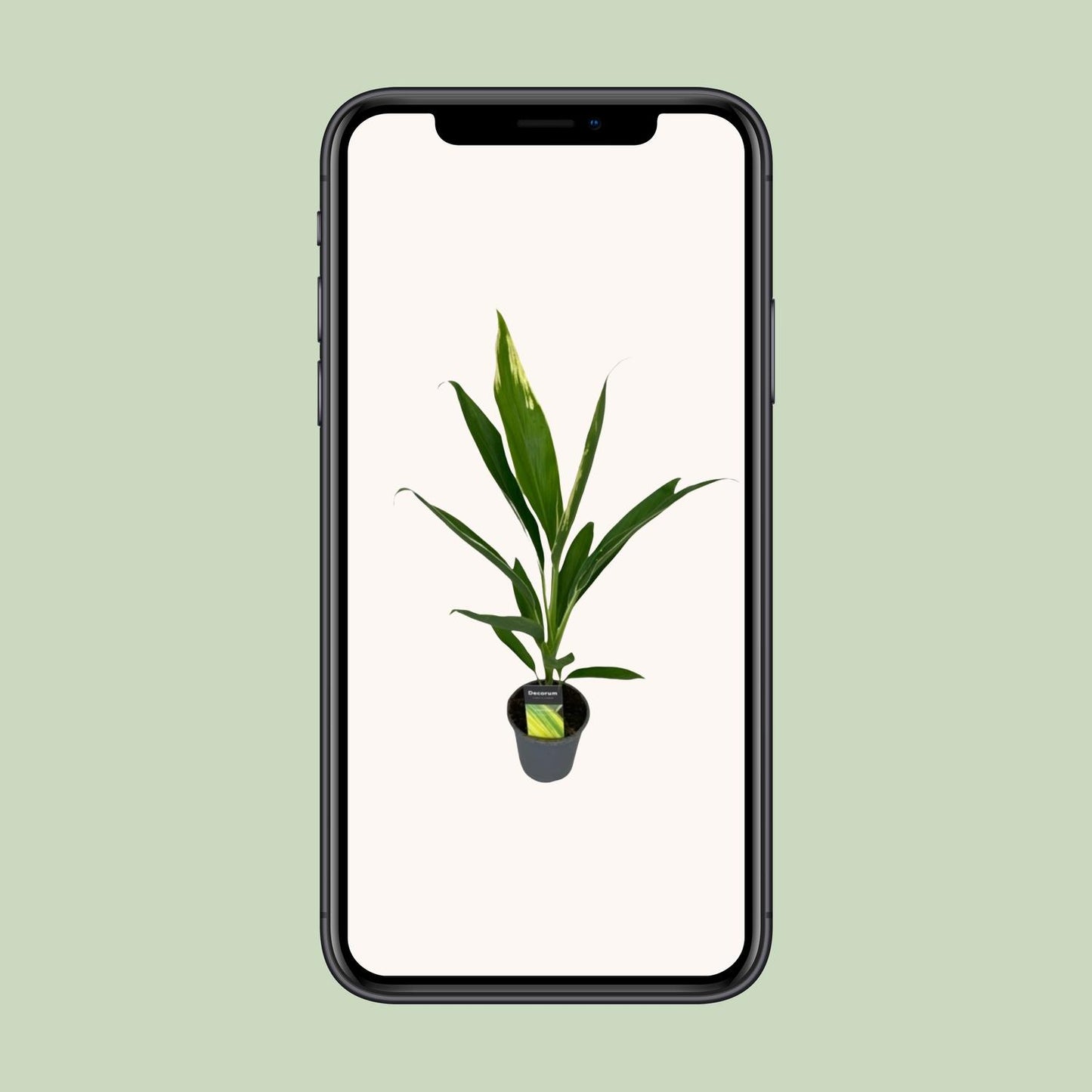 Cordyline Conga – Pflegeleichte tropische Zimmerpflanze Ø12cm