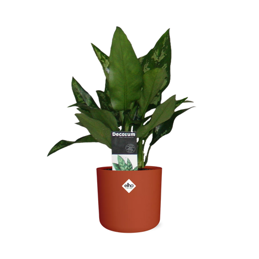Aglaonema Maria in ELHO b.for soft rond 14cm brique