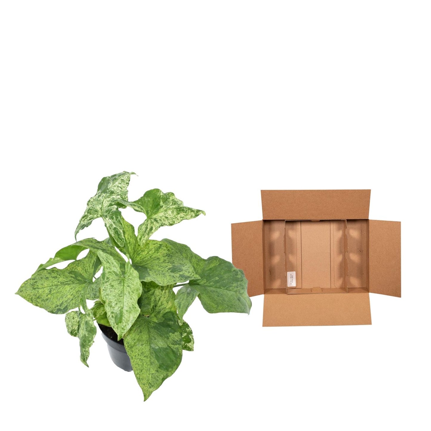 Syngonium Mottled – Pflegeleichte, marmorierte Zimmerpflanze 25 cm