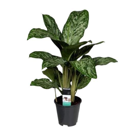 Aglaonema Greenlight – Luftreinigende Zimmerpflanze