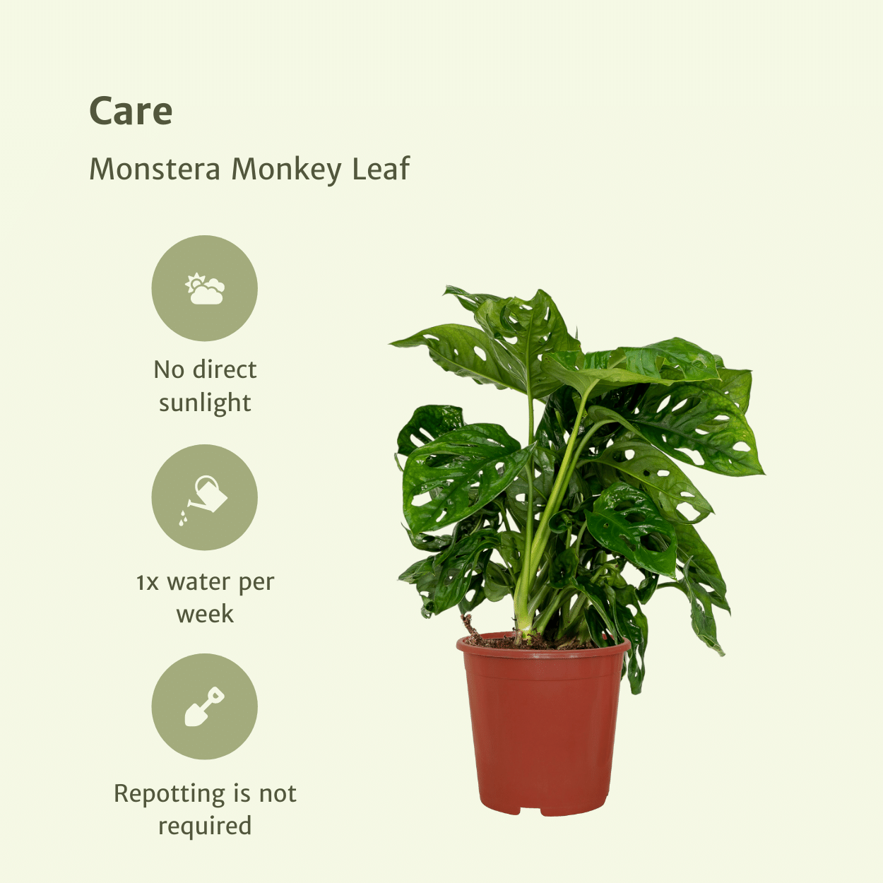 2x Monstera Monkey Leaf – Pflegeleichte Zimmerpflanze 30cm
