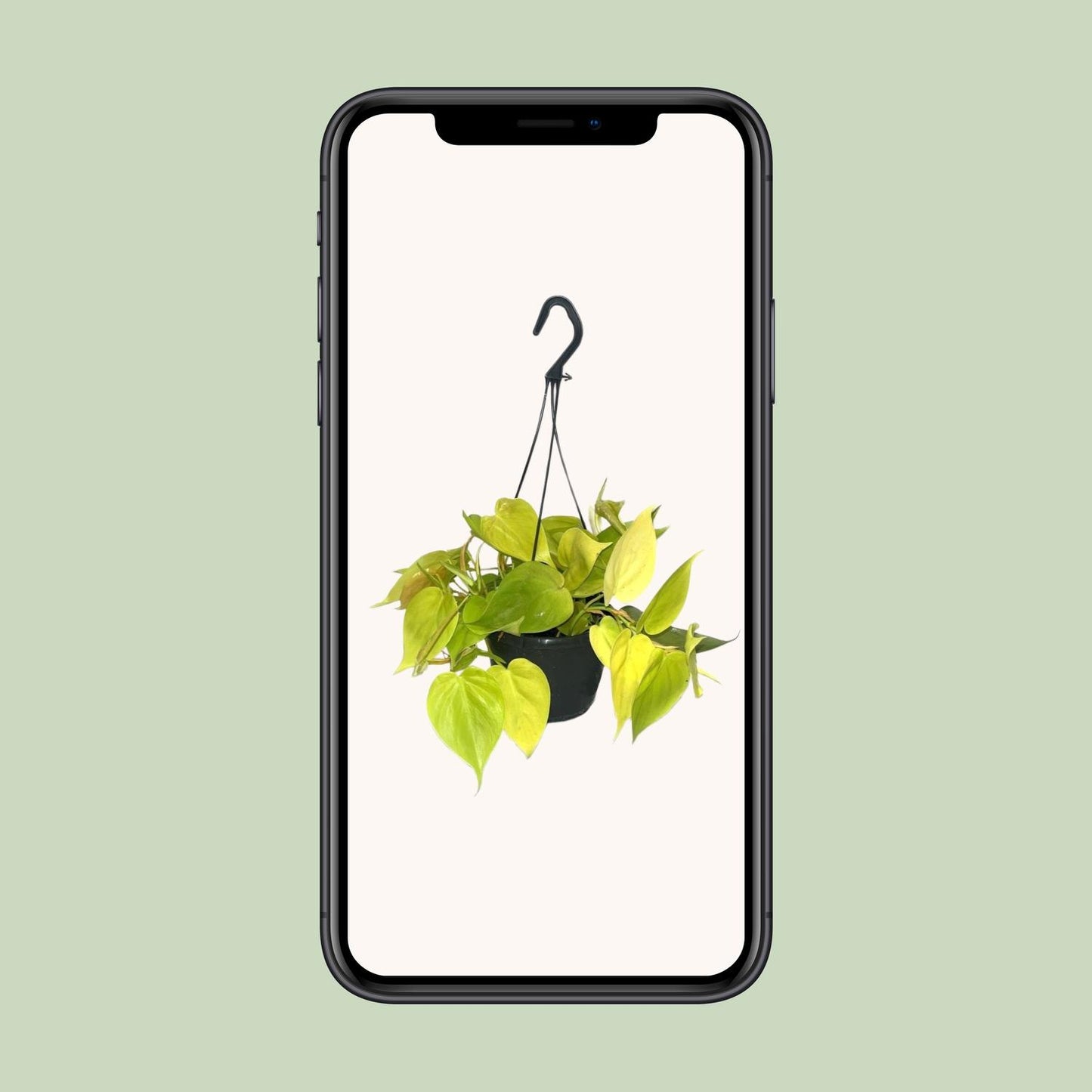 Philodendron Lime – Leuchtend grüne Zimmerpflanze Ø15cm