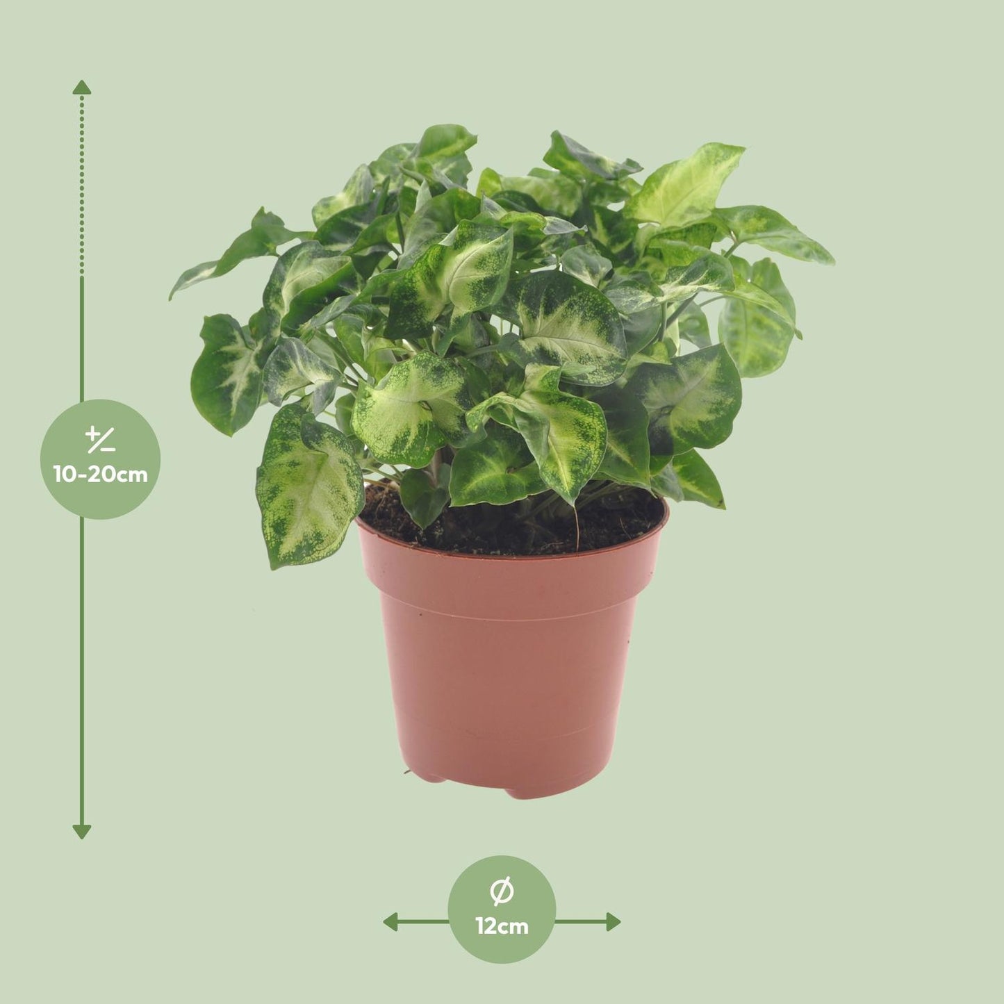 Syngonium Pixie – Pflegeleichte Zimmerpflanze Ø12cm