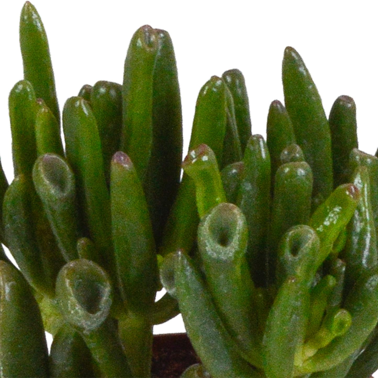 Crassula-Mix 3er Set in handbemalter Vase