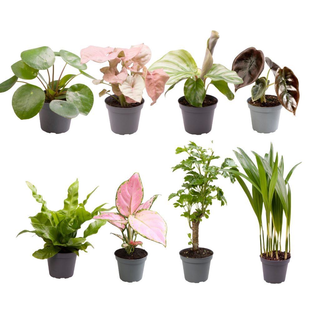 Babypflanzen-Überraschungsbox – Mini Pflanzen Mix Ø6cm