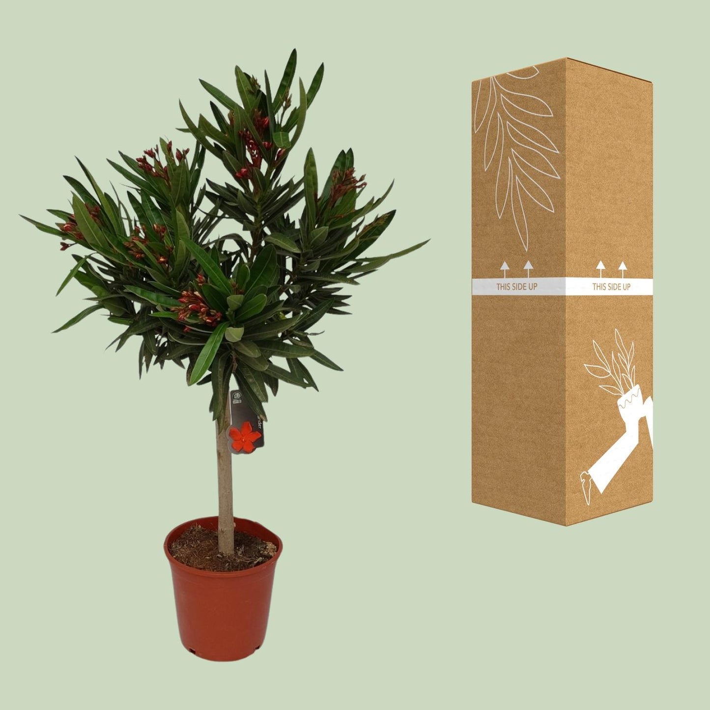 Nerium Oleander Ø20cm – Pflegeleichter Gartenklassiker
