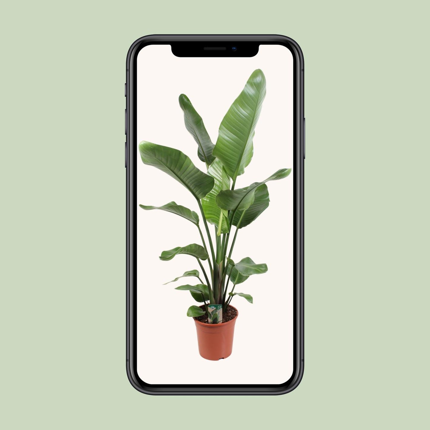 Strelitzia Nicolai – Paradiesvogelblume 21 cm Ø, 120 cm hoch