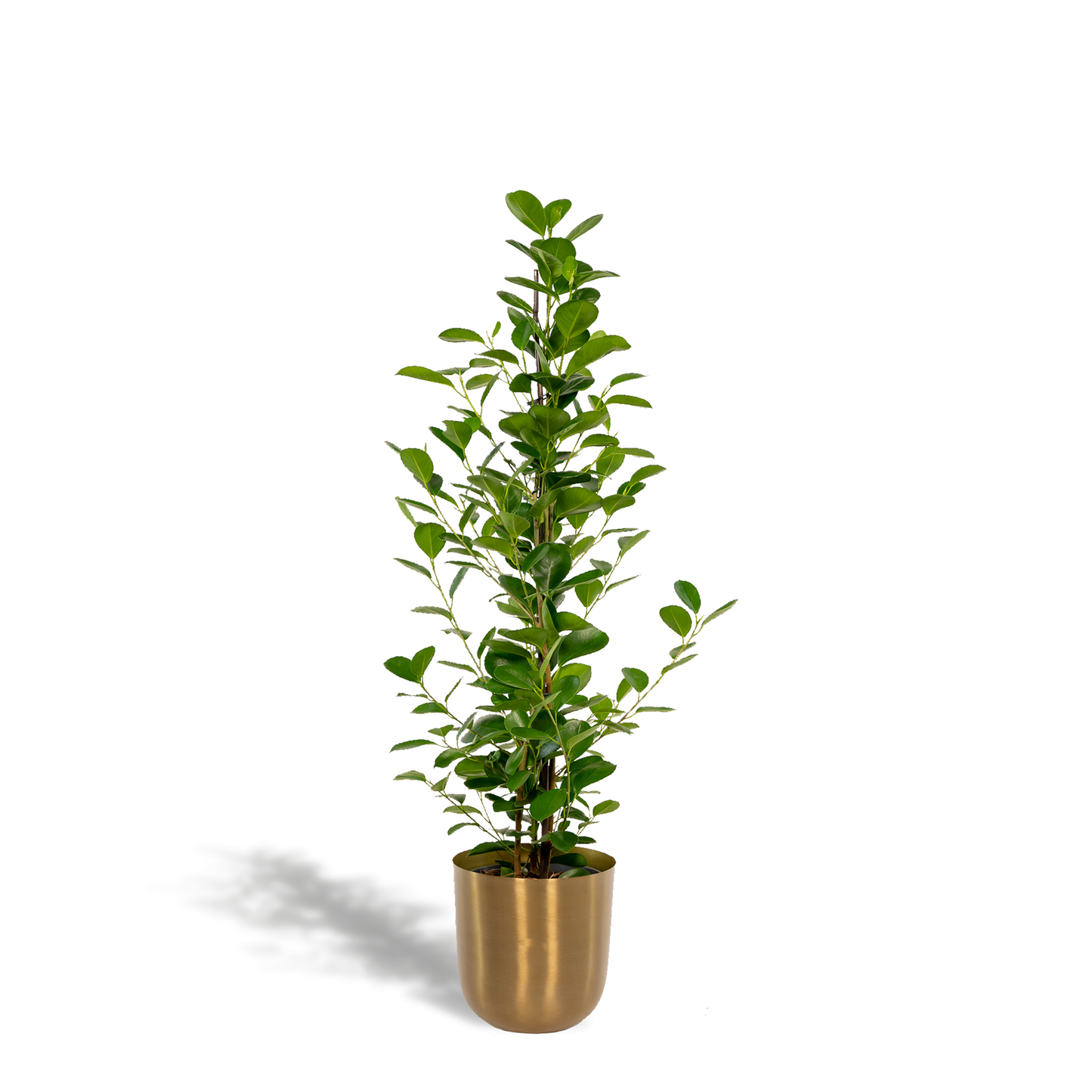 Ficus microcarpa Moclame – luftreinigende Zimmerpflanze Ø21cm