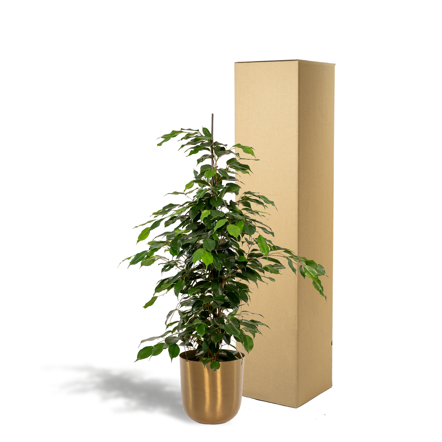 Ficus benjamina Danielle – Pflegeleichte Zimmerpflanze Ø21cm