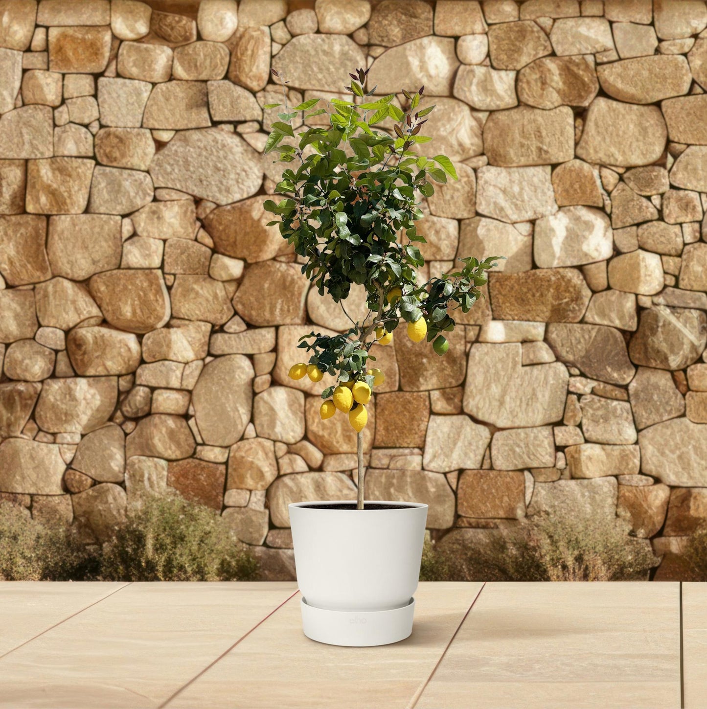 Zitronenbaum – Duftende & pflegeleichte Zimmerpflanze 150 cm