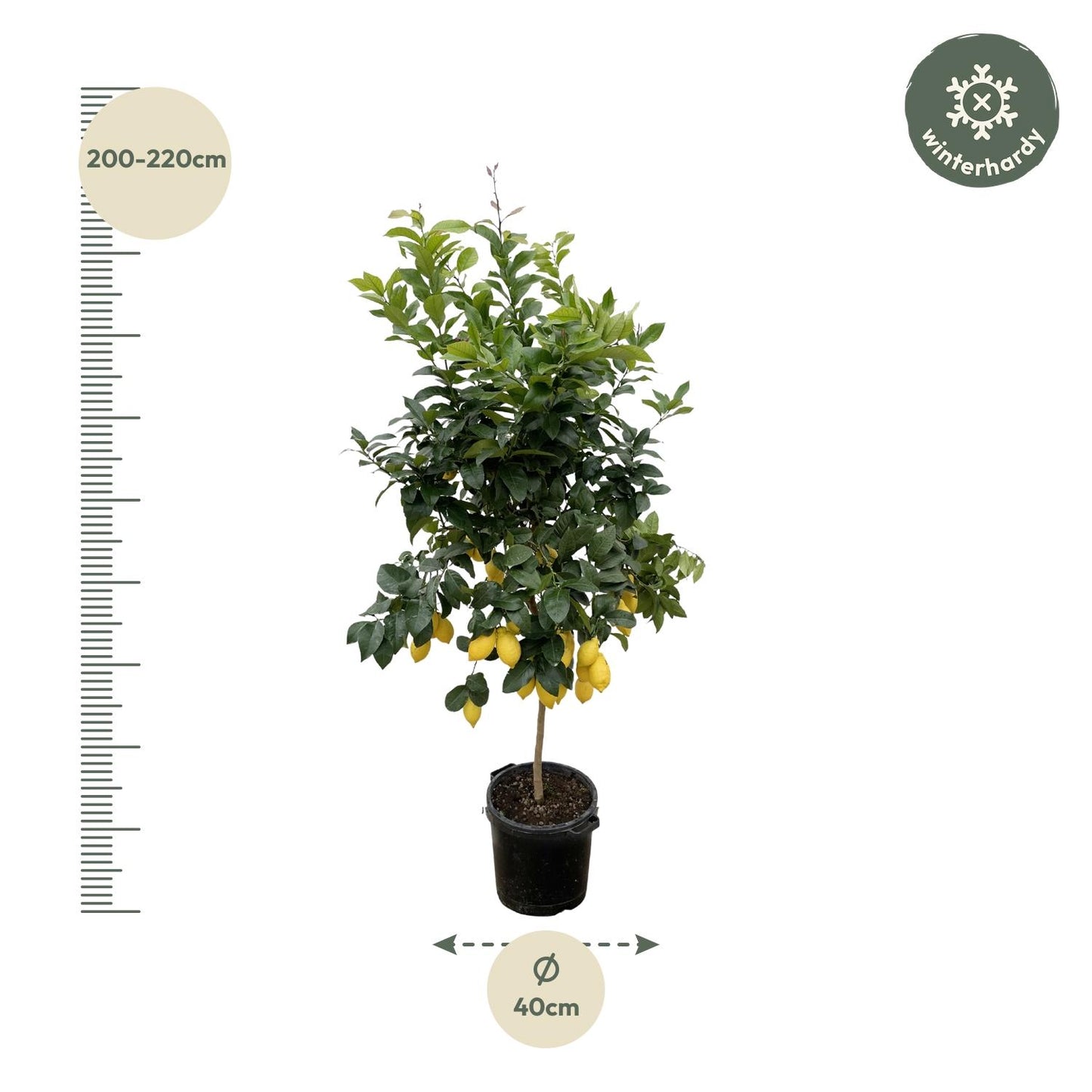 Citrus Lemon Calamondin – 200 cm, ø40 cm, pflegeleicht