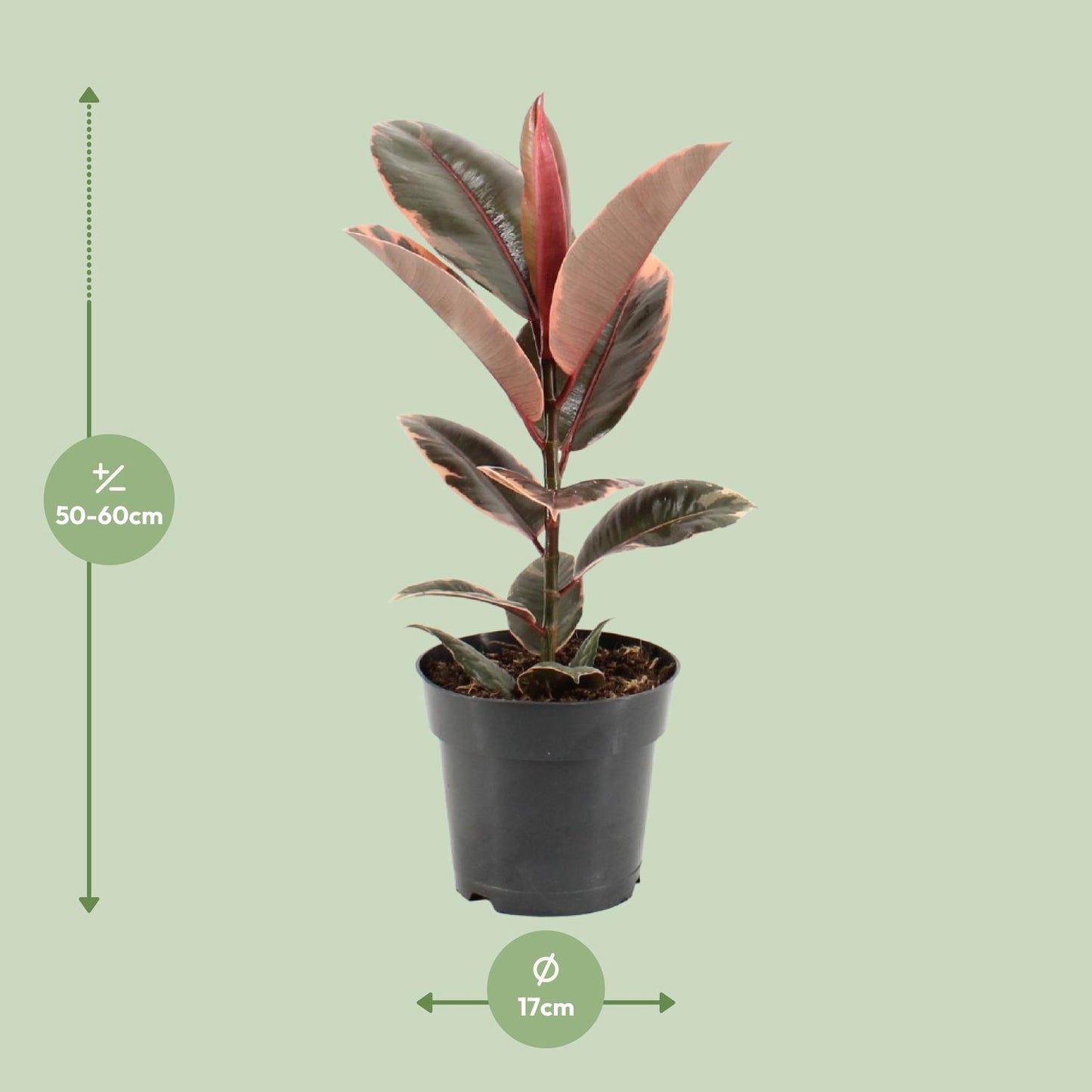 Ficus Elastica Belize – Pflegeleichter Gummibaum Ø17cm