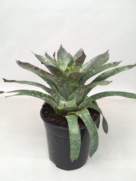 Vriesea Nova – Exotische Zimmerpflanze Ø19cm, 35cm hoch