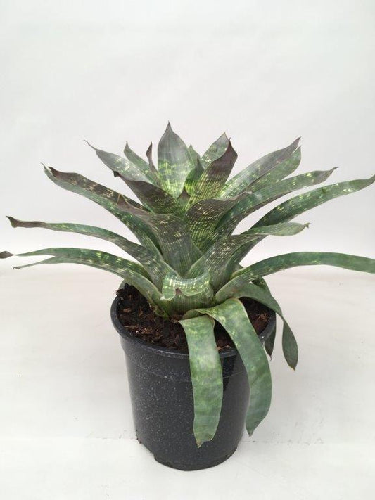 Vriesea Nova – Exotische Zimmerpflanze Ø19cm, 35cm hoch
