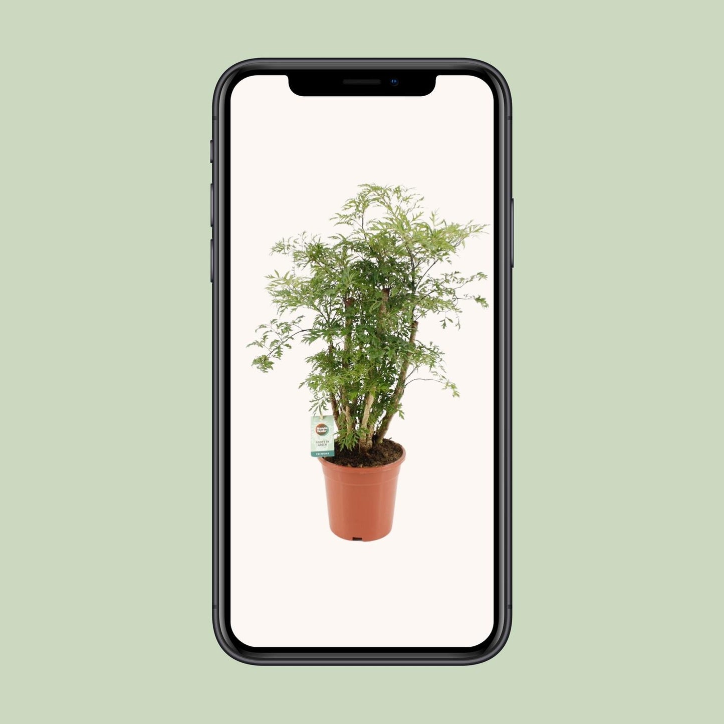 Polyscias Hawaiiana Ming – Pflegeleichte Zimmerpflanze Ø17cm, 65cm hoch