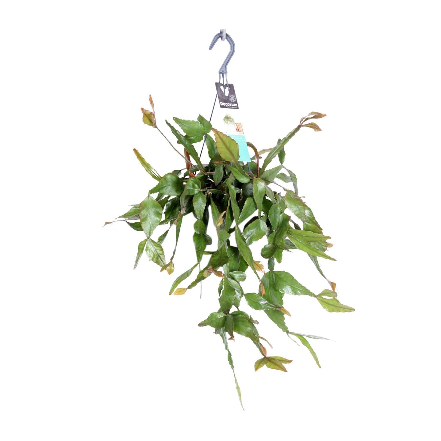 Rhipsalis Elliptica – Pflegeleichte Hängepflanze Ø17 cm
