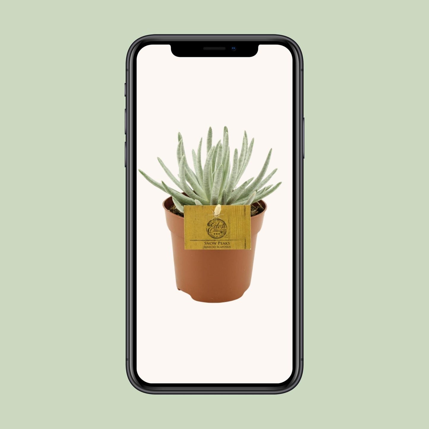 Senecio Scaposus – Silberkopf Sukkulente Ø10,5 cm