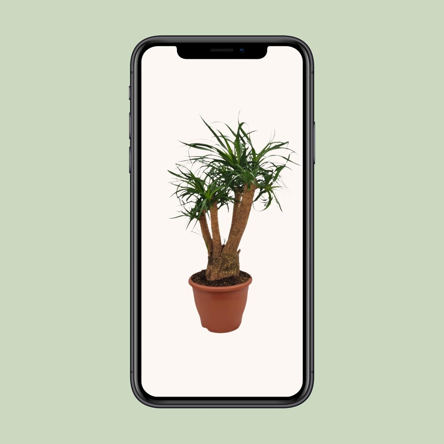 Beaucarnea Nolina – Ponyschwanzpalme Ø26cm, 75cm hoch