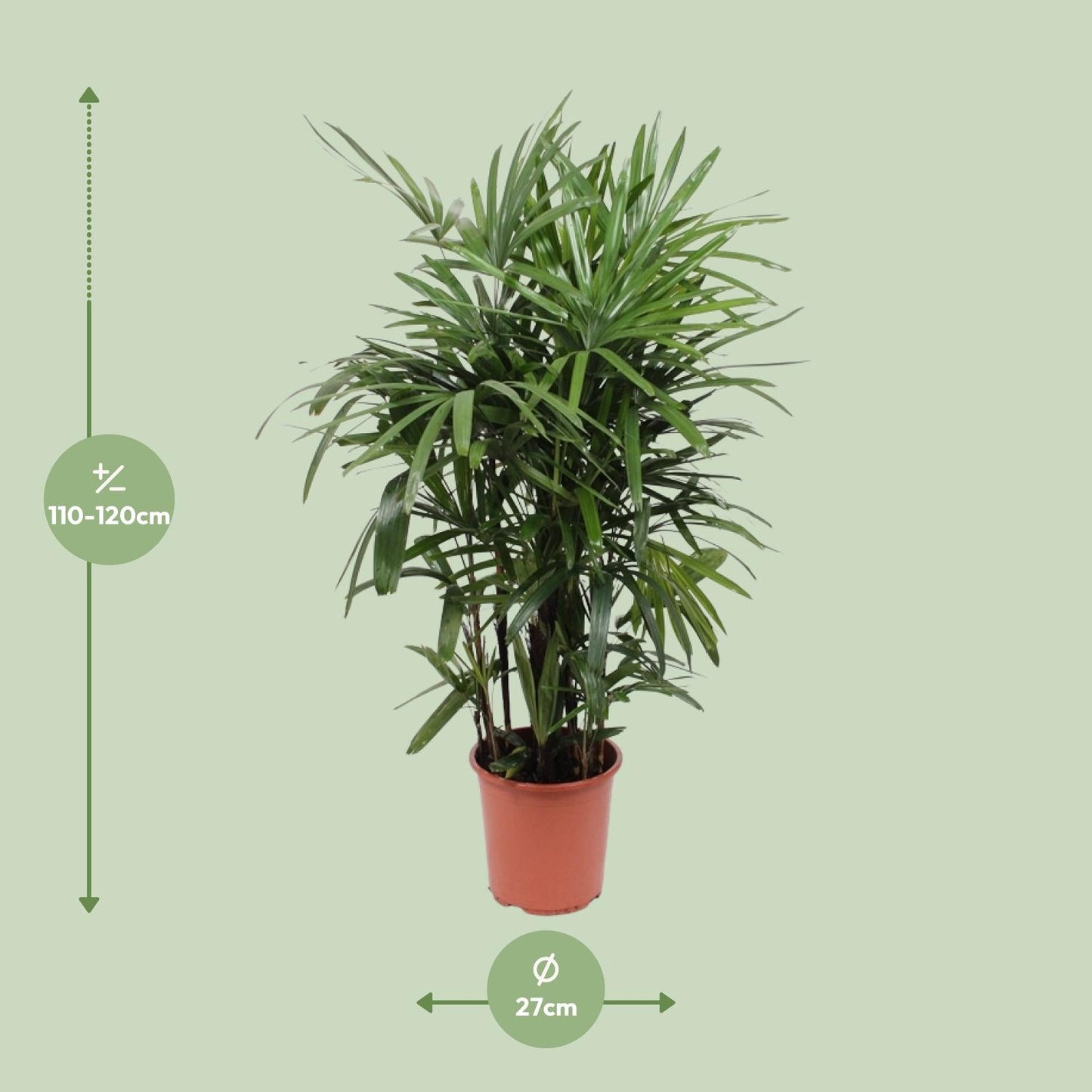 Rhapis Excelsa – Pflegeleichte Steckenpalme Ø27cm, 120cm hoch