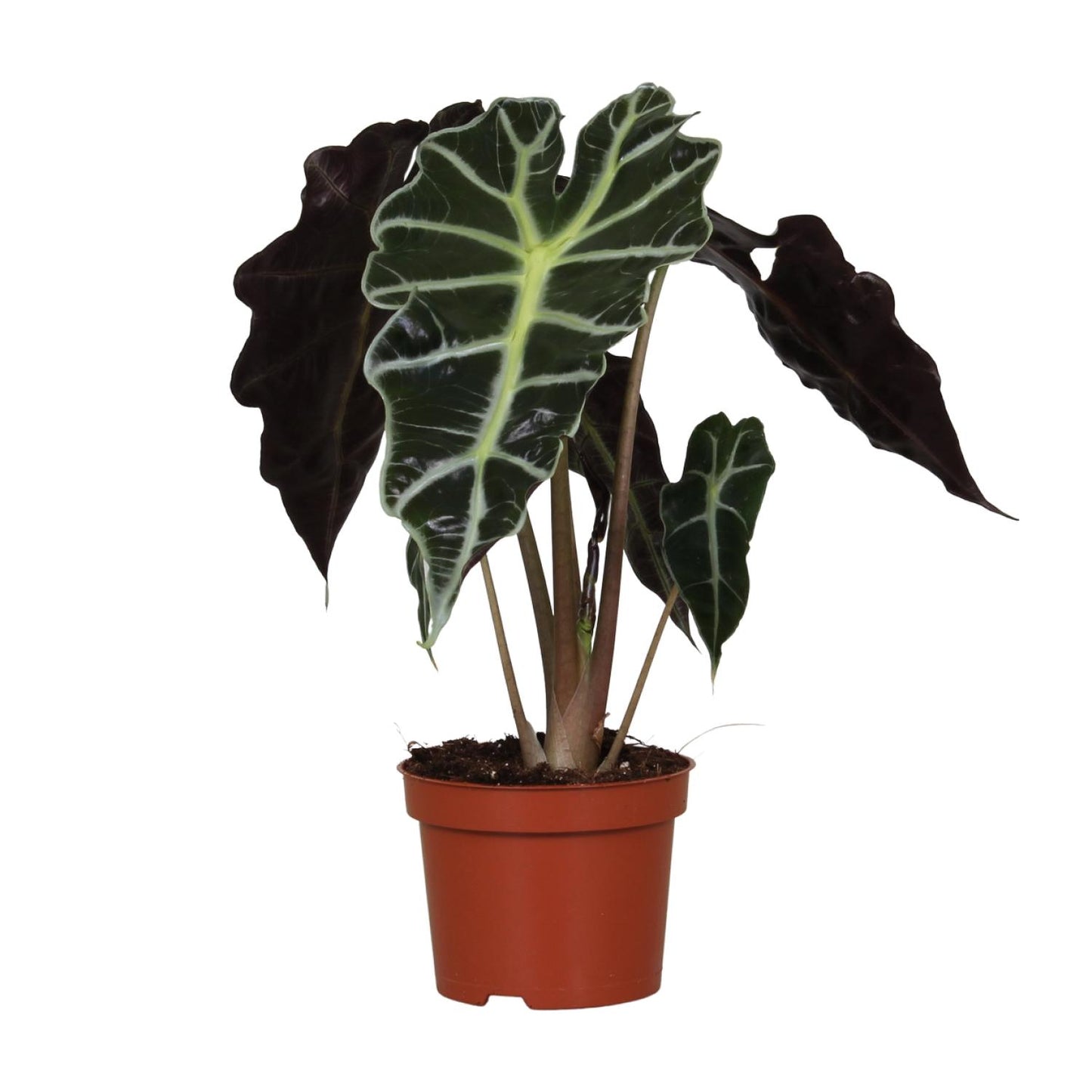 Alocasia Amazonica Polly – Elegante Zimmerpflanze Ø12cm, 30cm hoch