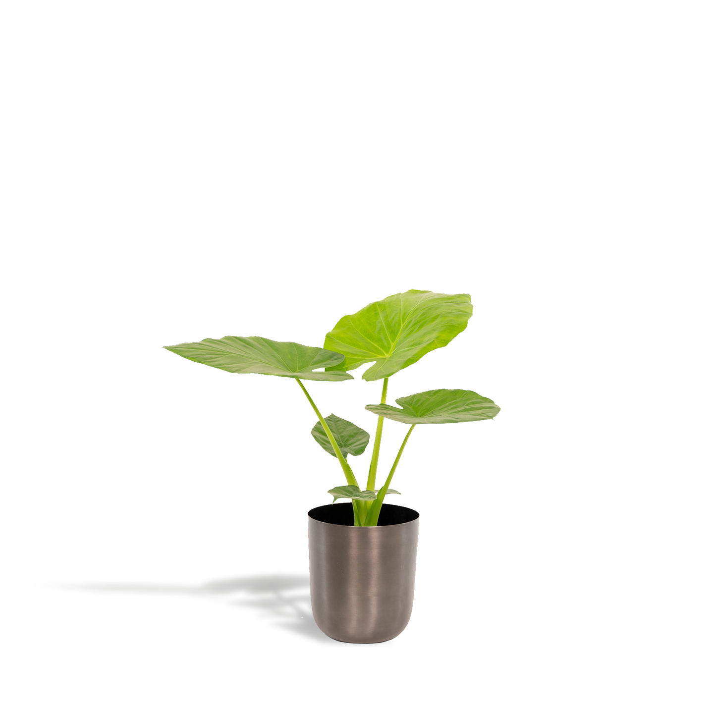 Alocasia Macrorrhiza Elefantenohr Ø19cm, 70cm hoch, Topf Mayk Lead