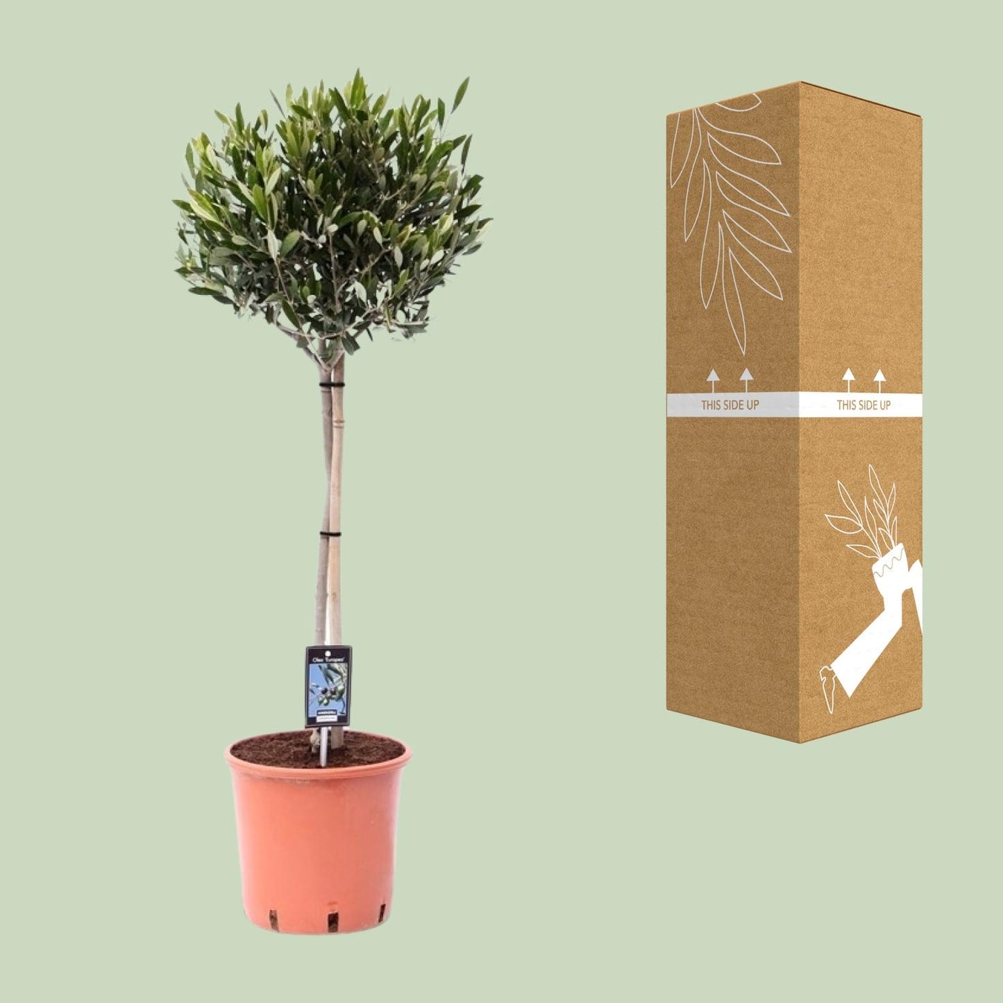 Olea Olijf – Mediterraner Olivenbaum Ø22cm, 90cm hoch