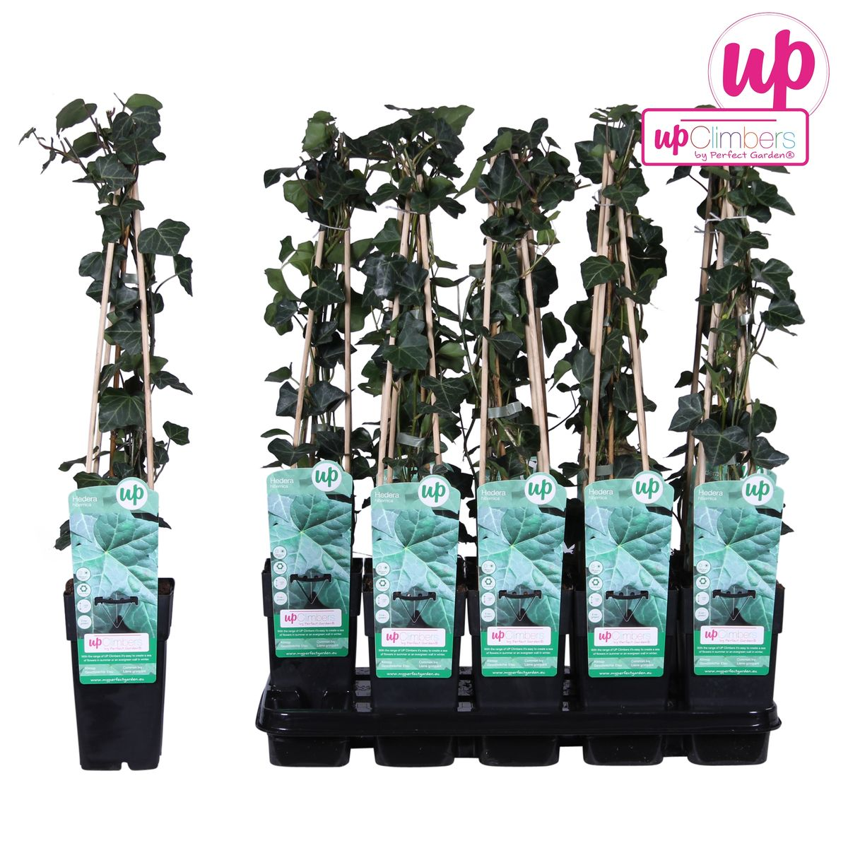 Hedera hibernica – Pflegeleichter Irischer Efeu Ø15cm, 65cm hoch