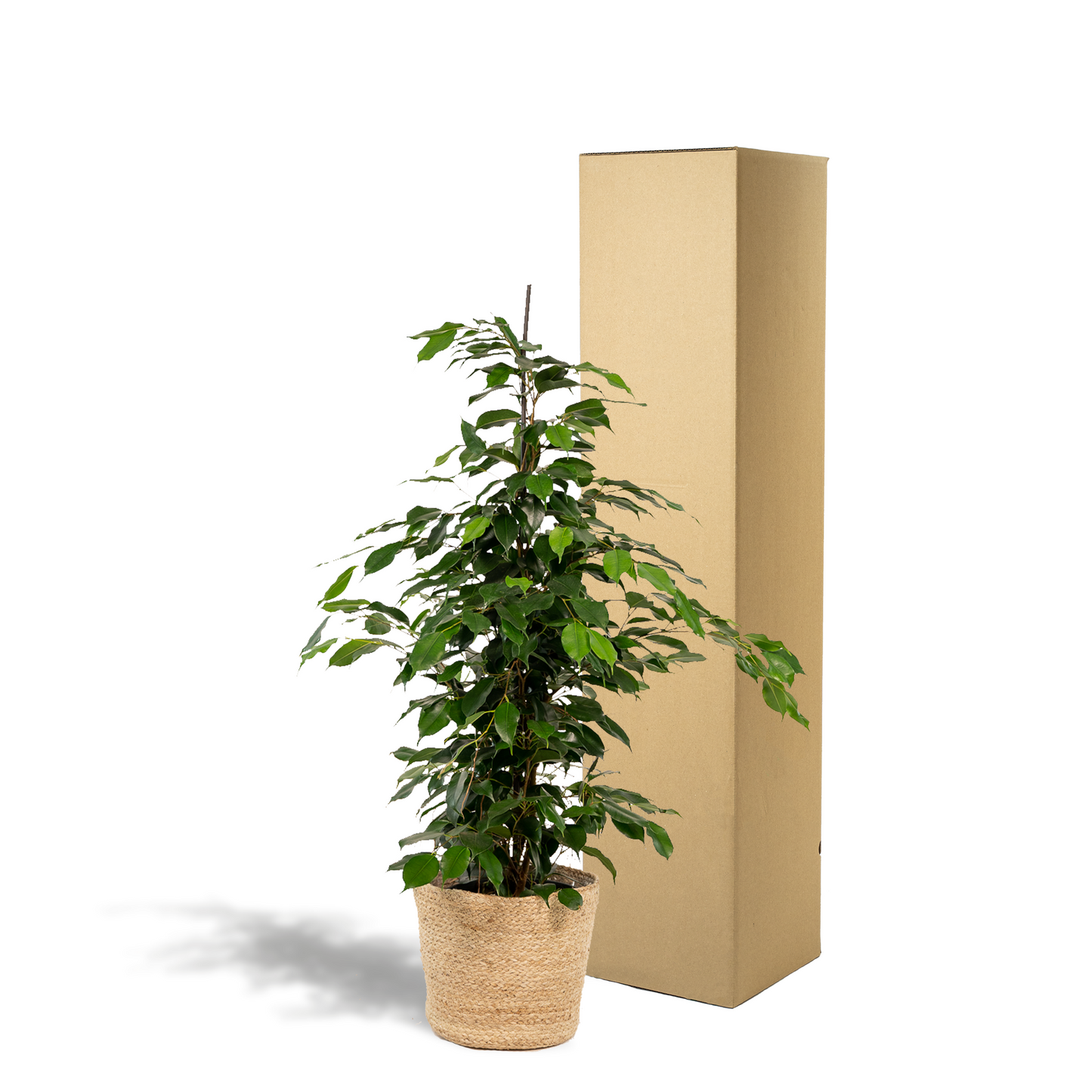 Ficus benjamina Danielle mit dekorativem Korb Ø21cm
