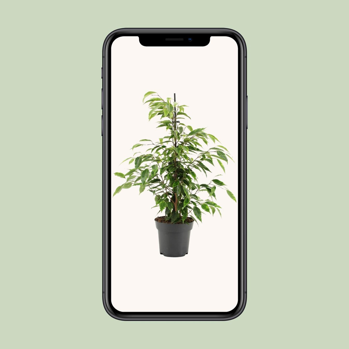 Ficus Benjamina Anastasia – Pflegeleichte Zimmerpflanze Ø14cm