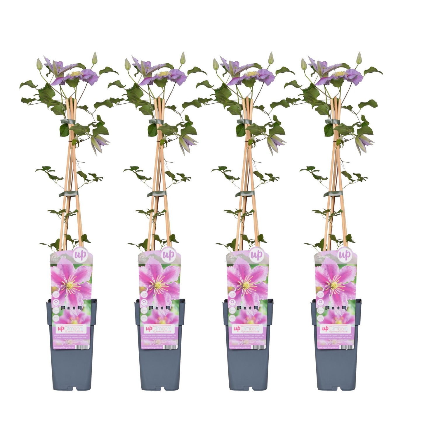 4x Clematis Piilu – Blühende Kletterpflanze Ø15cm