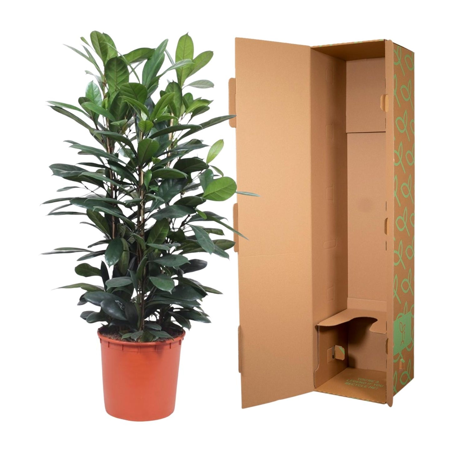 Ficus Cyathistipula – Exotische pflegeleichte Zimmerpflanze 140 cm