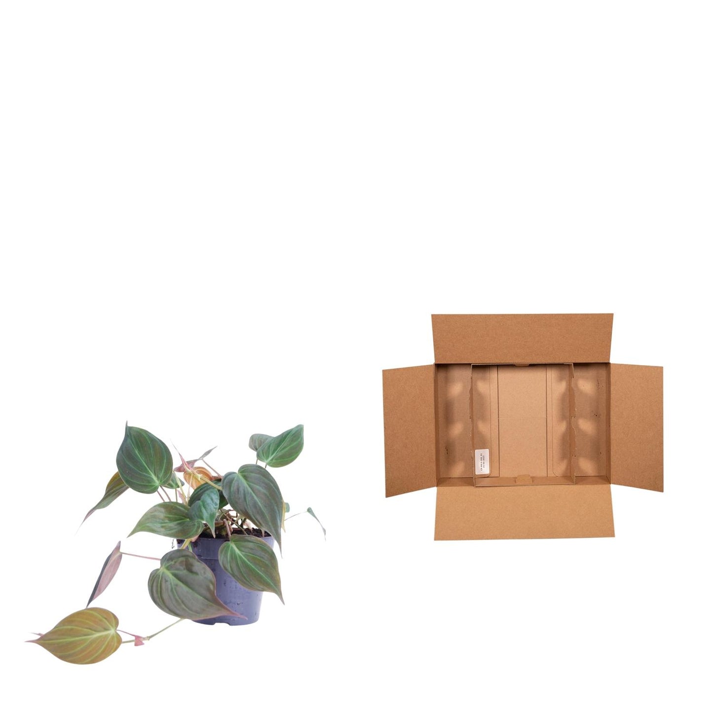 Philodendron scandens 'Micans' – pflegeleichte Zimmerpflanze 25 cm