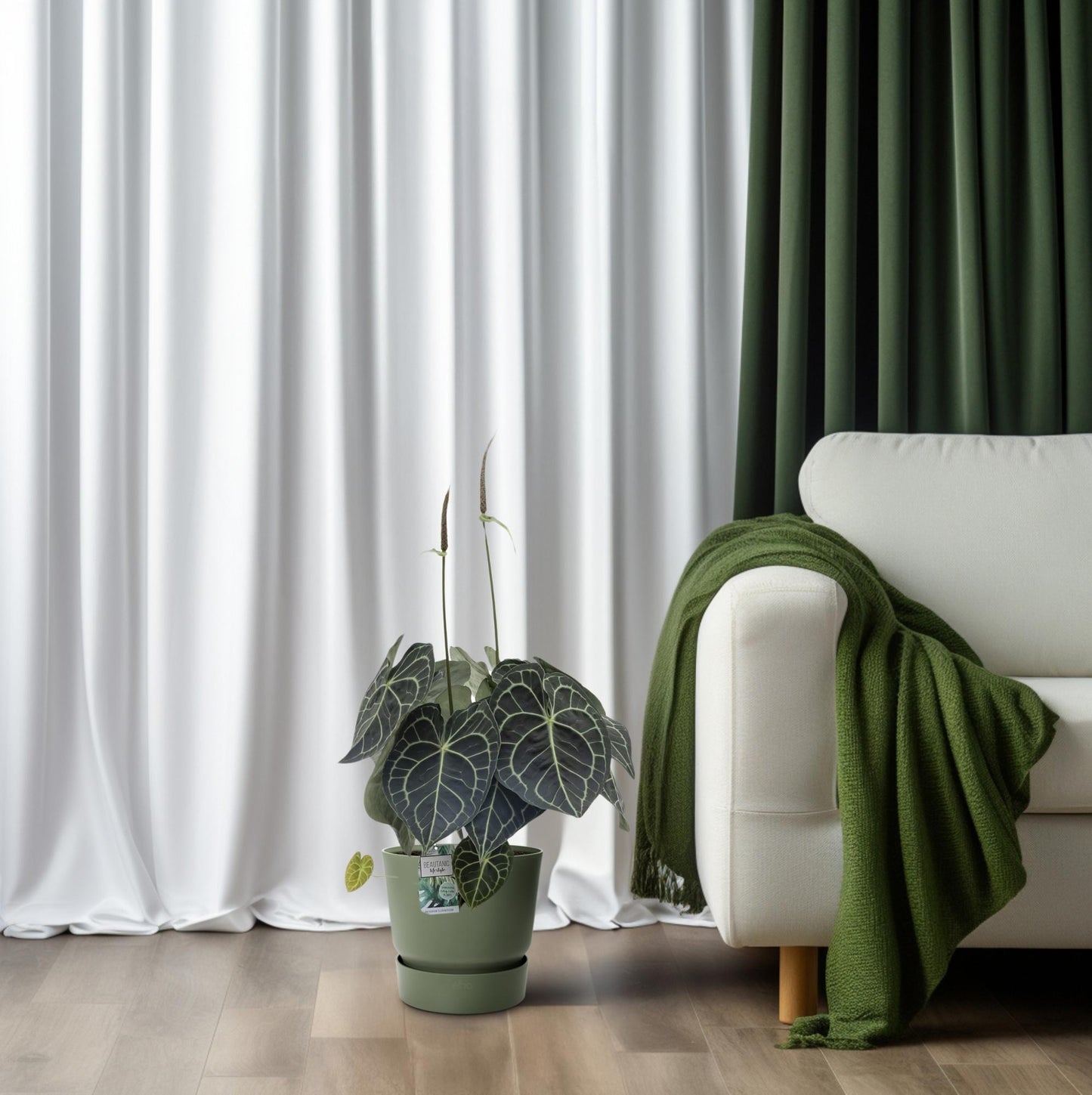 Anthurium Clarinervium – Pflegeleichte Zimmerpflanze Ø30cm