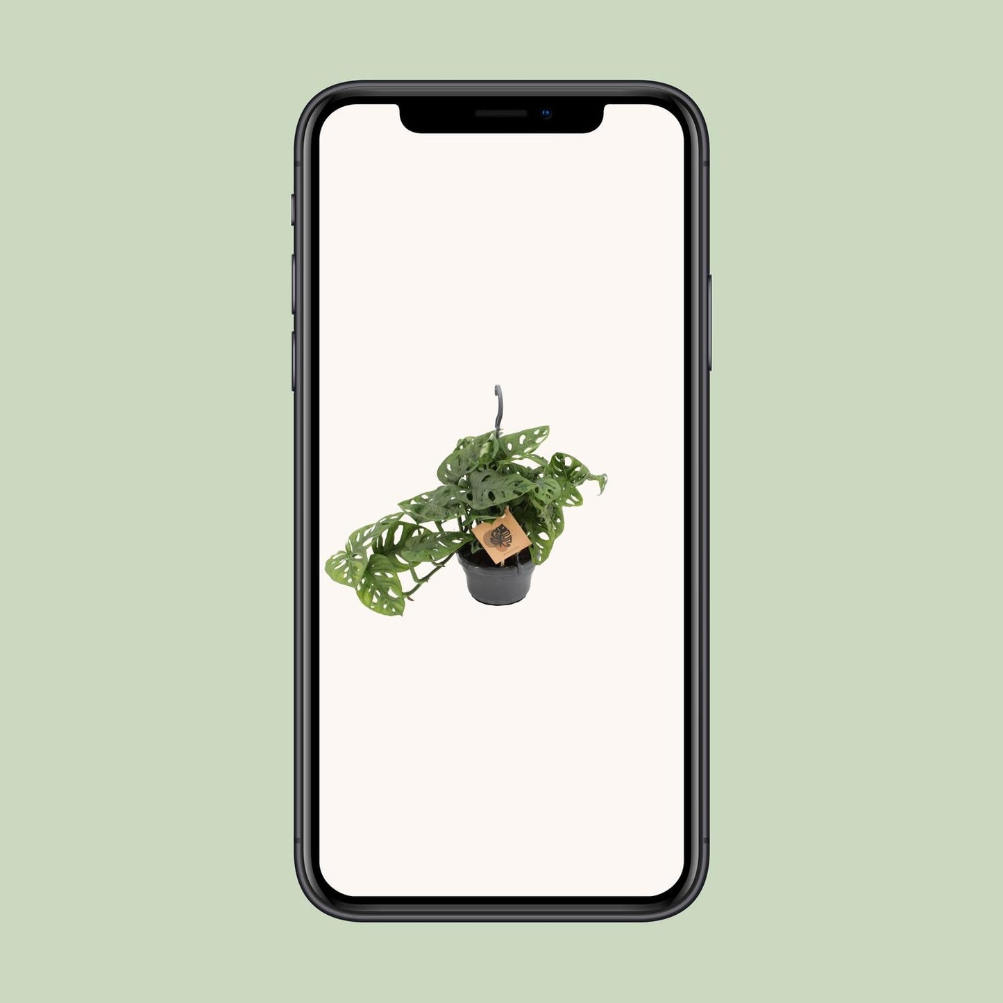 Monstera Monkey Leaf – Pflegeleichte exotische Zimmerpflanze