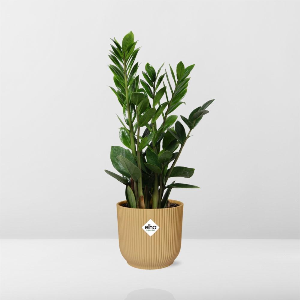 Zamioculcas (ZZ-Pflanze) in ELHO Vibes Fold Topf 14cm Gelb, 45-50 cm