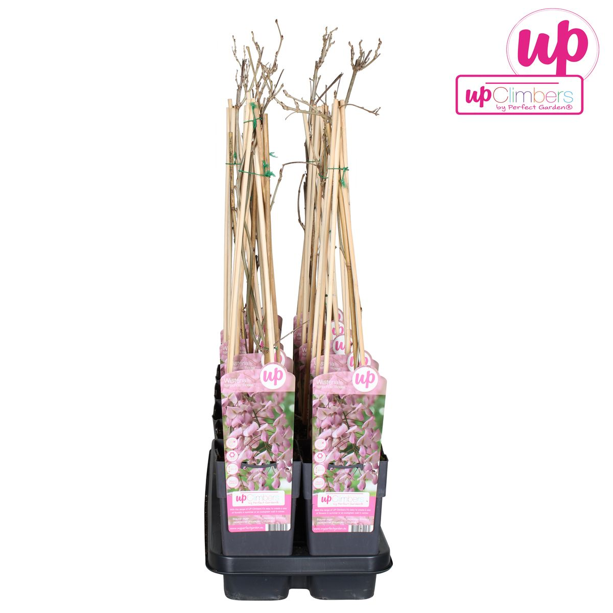 Wisteria floribunda 'Rosea' – Rosa Regen Kletterpflanze Ø15cm