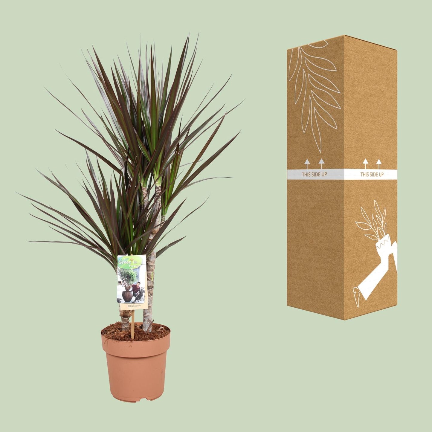 Dracaena Magenta – Pflegeleichter Drachenbaum Ø17cm, 80cm hoch