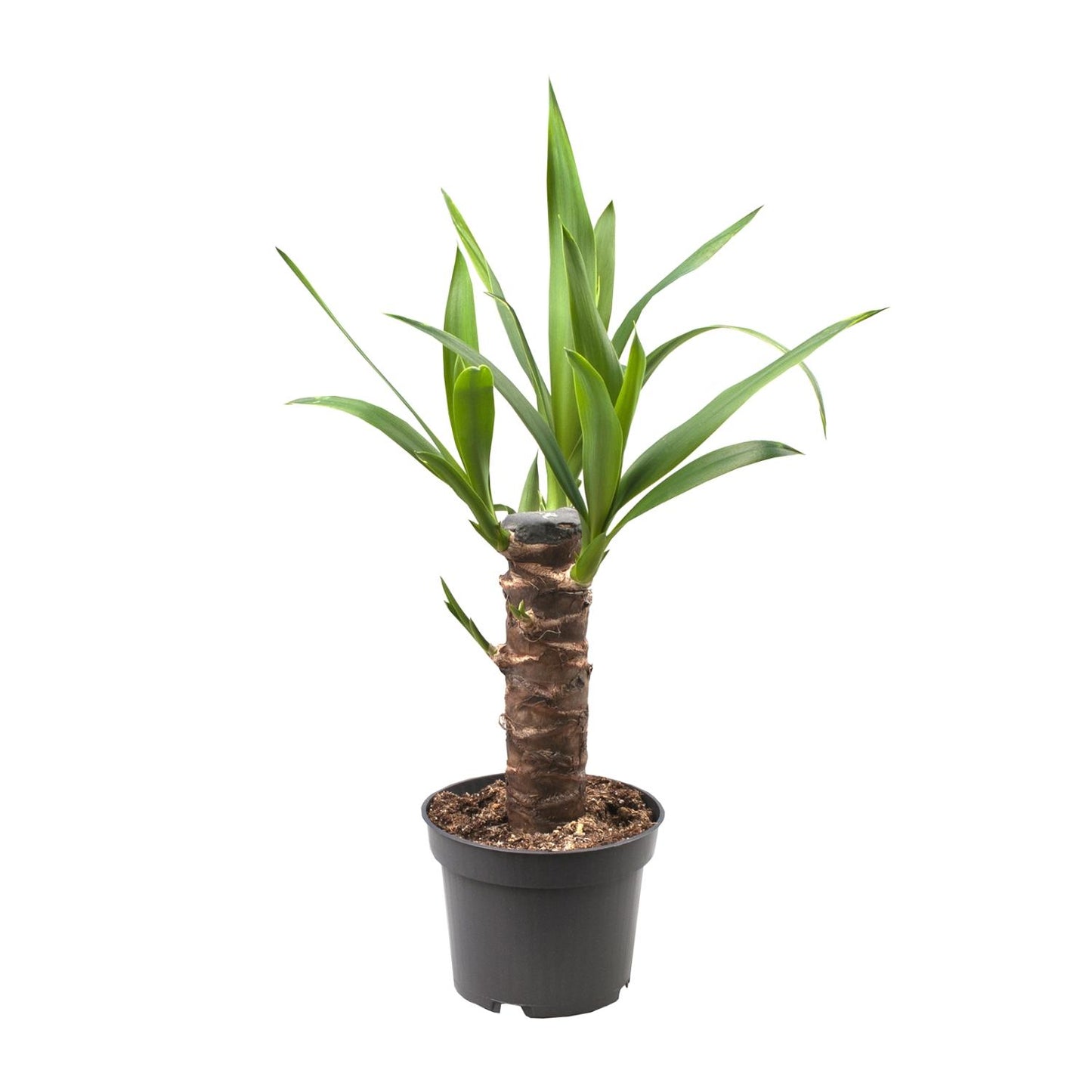 Yucca Elephantipes – Pflegeleichte Zimmerpflanze Ø12cm