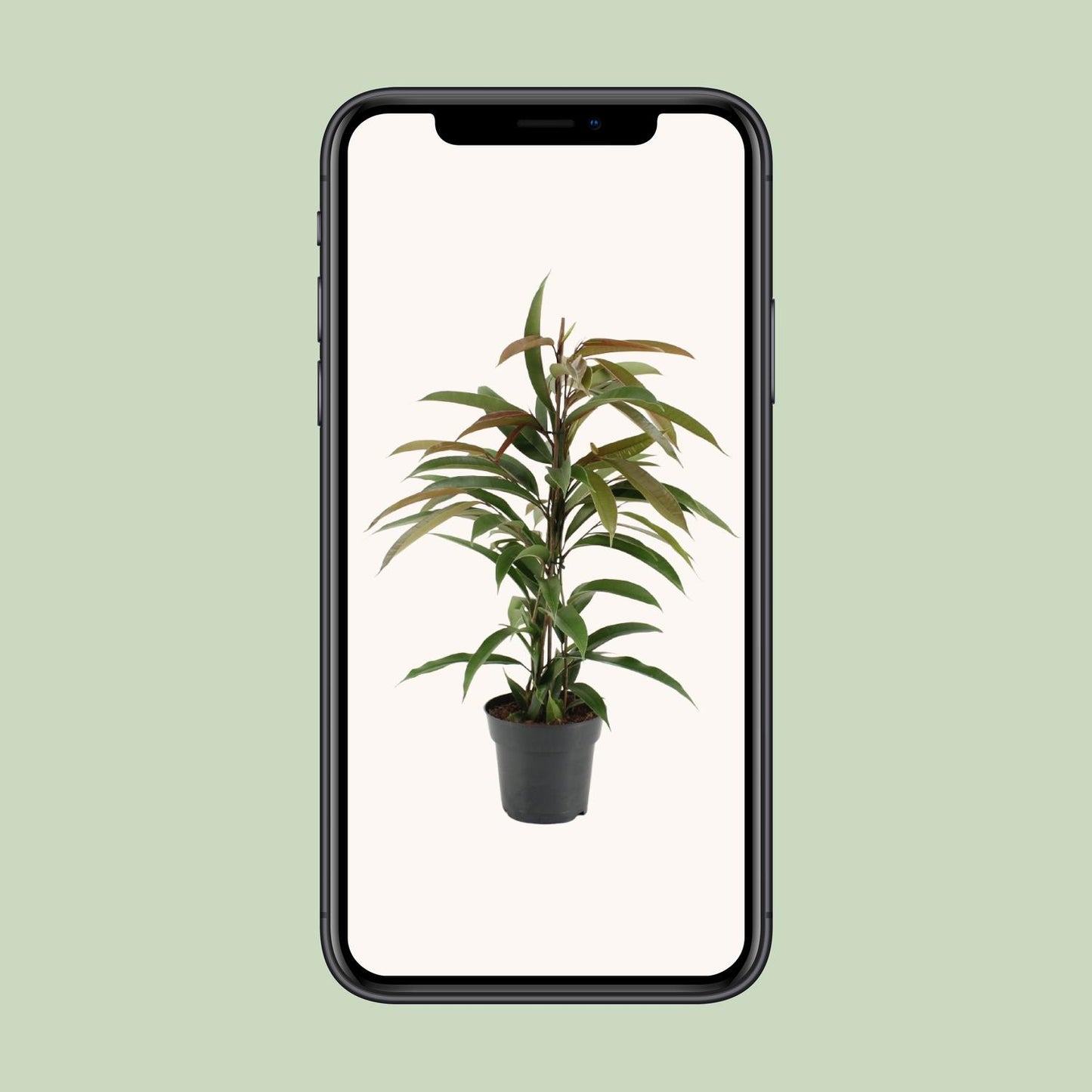 Ficus Binnendijkii Amstel King – Pflegeleichte Zimmerpflanze Ø17cm