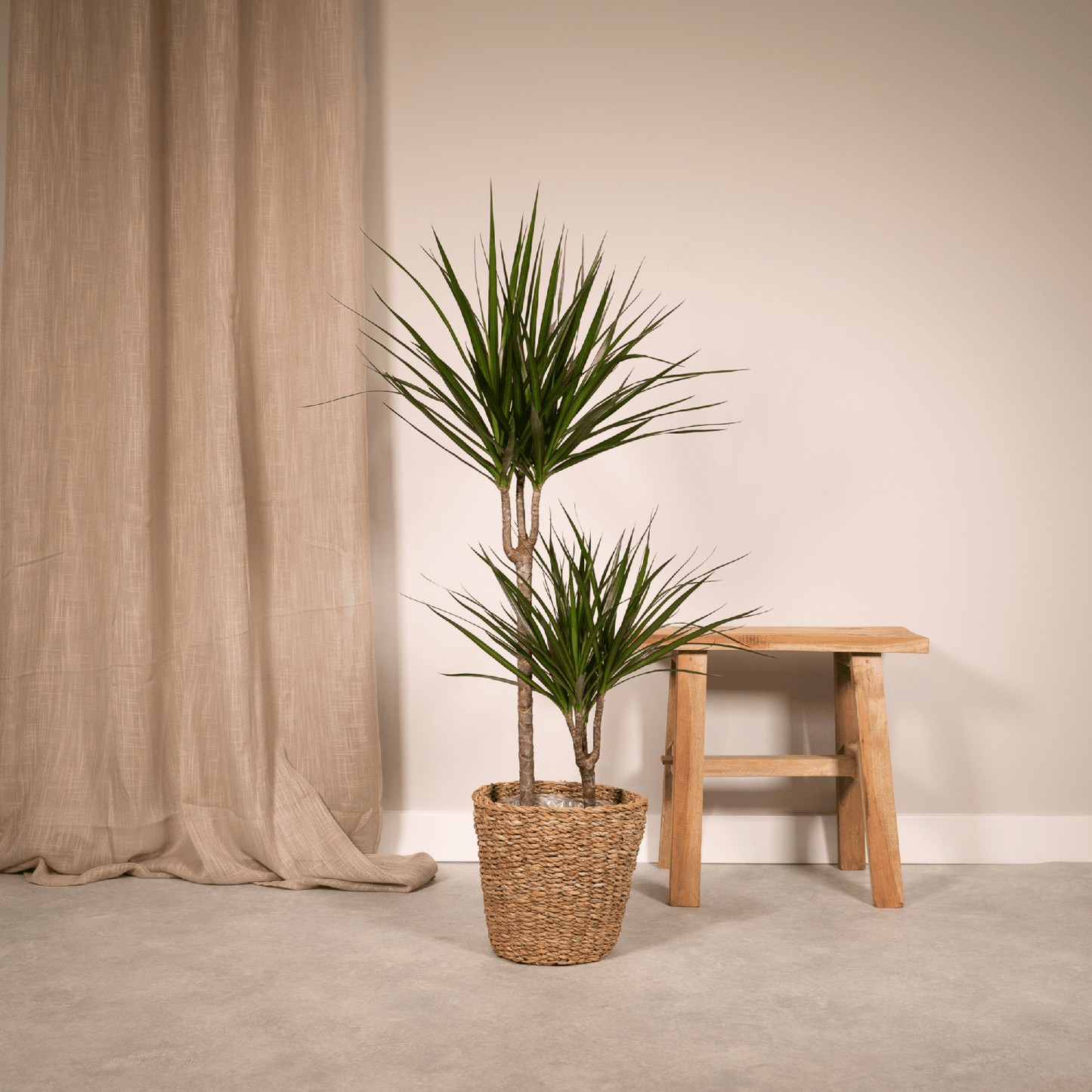 Dracaena Marginata – Pflegeleichte Zimmerpflanze Ø19cm