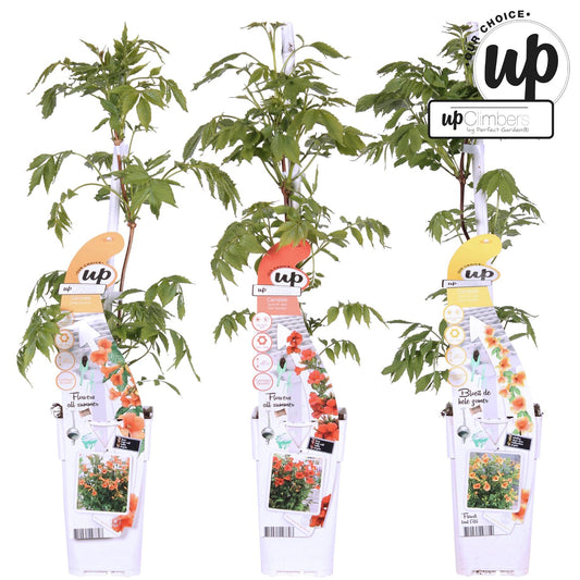 3er-Set Campsis Summer – Bunte Trompetenblumen für Garten & Balkon