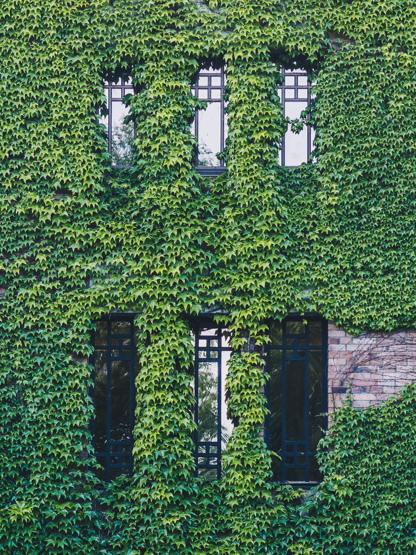 Hedera hibernica – Pflegeleichter Irischer Efeu Ø15cm, 65cm hoch