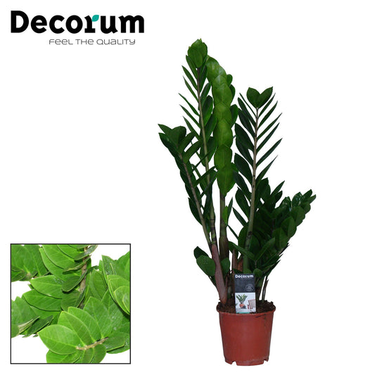 Zamioculcas Zamiifolia – Pflegeleichte Trendpflanze Ø14cm