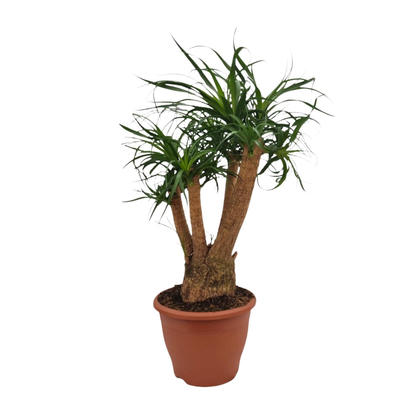 Beaucarnea Nolina – Ponyschwanzpalme Ø26cm, 75cm hoch