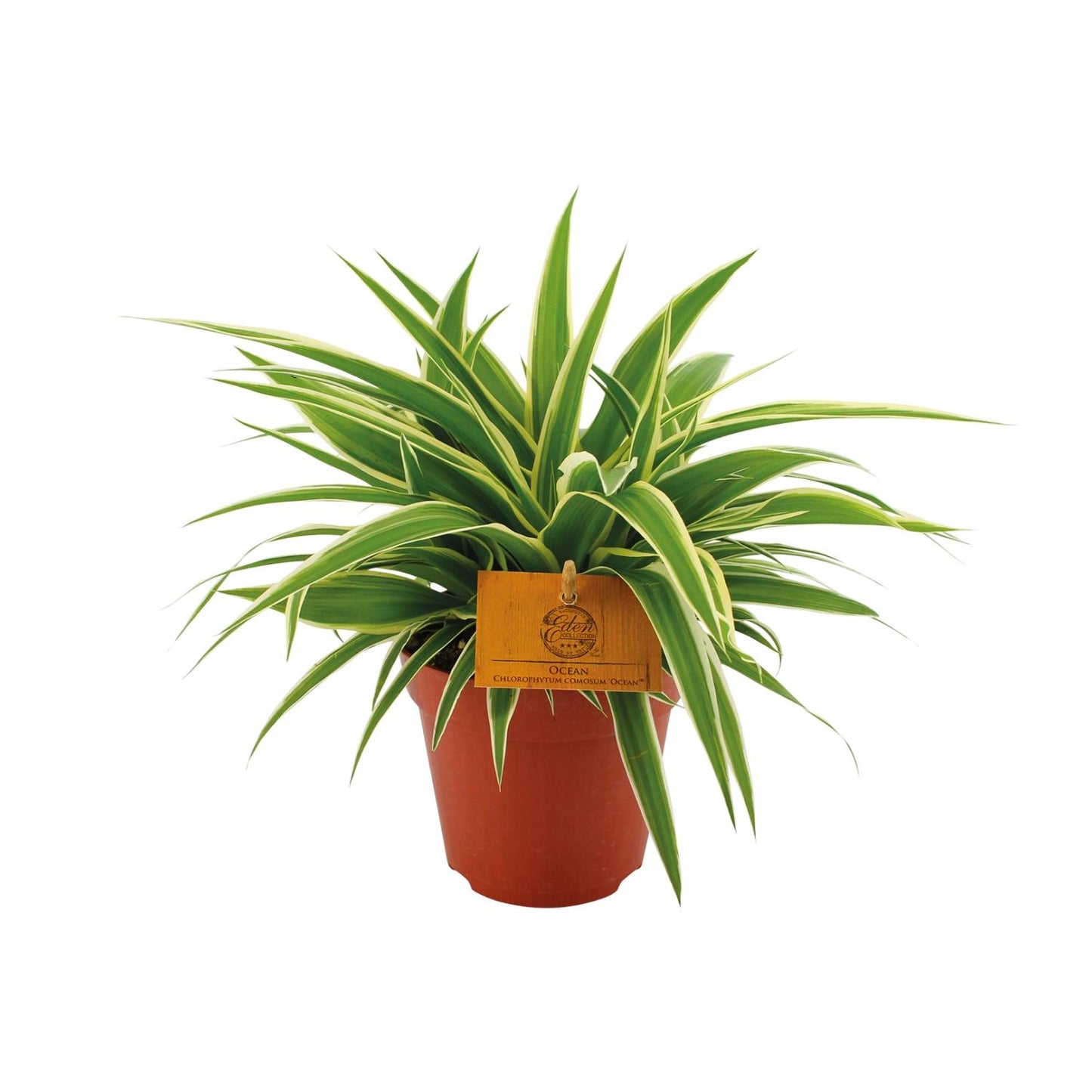Chlorophytum Ocean – pflegeleichte Grünlilie Ø12cm